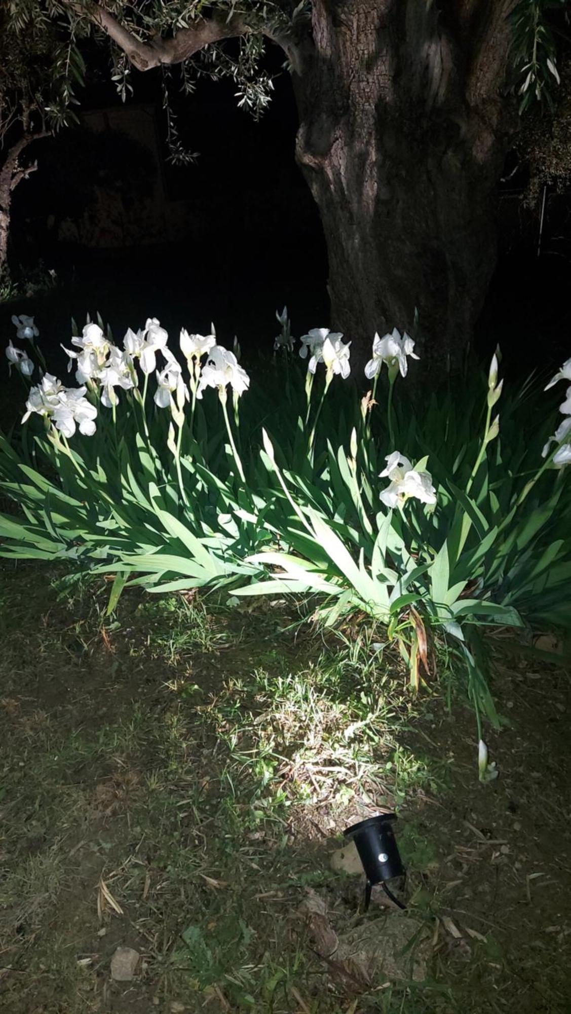 Βίλλα Φανούλα Villa Fanoula Χόρτο Εξωτερικό φωτογραφία